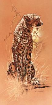 Casaro Renato - Cheetah 
